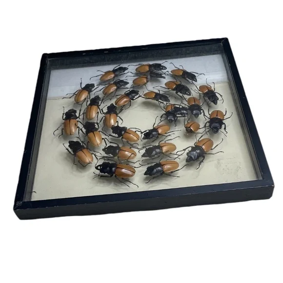Beetles‎ Faux Library Studio Props